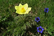 28 Pulsailla alpina sulfurea con   Genziana di Koch (Gentiana Kochiana)